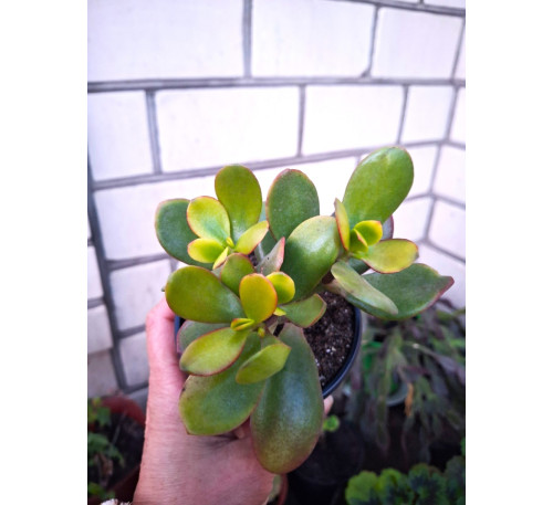 Красула  Crassula ovata ‘Hummel’s Sunset’